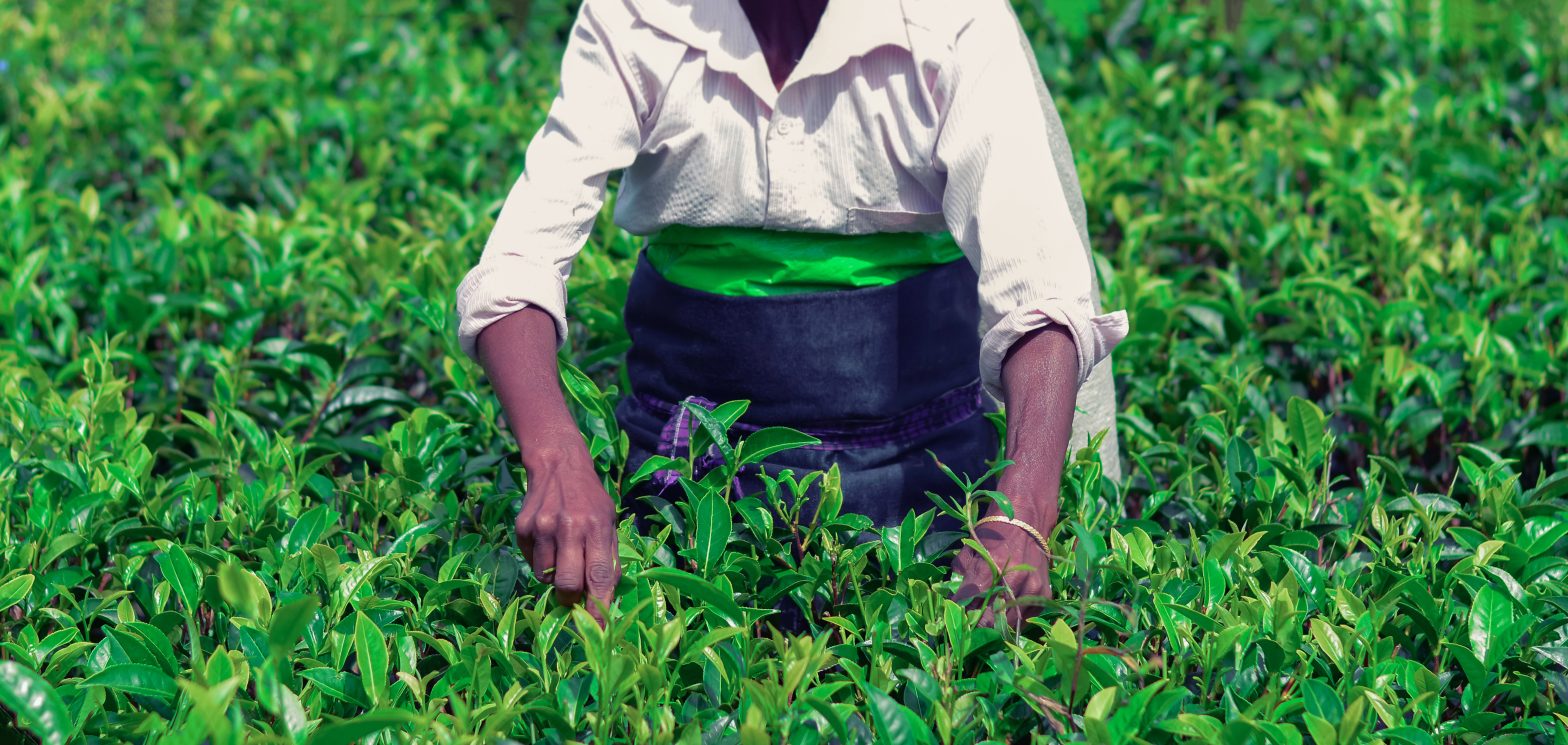 Woman is doing Tea Plucking by her hand