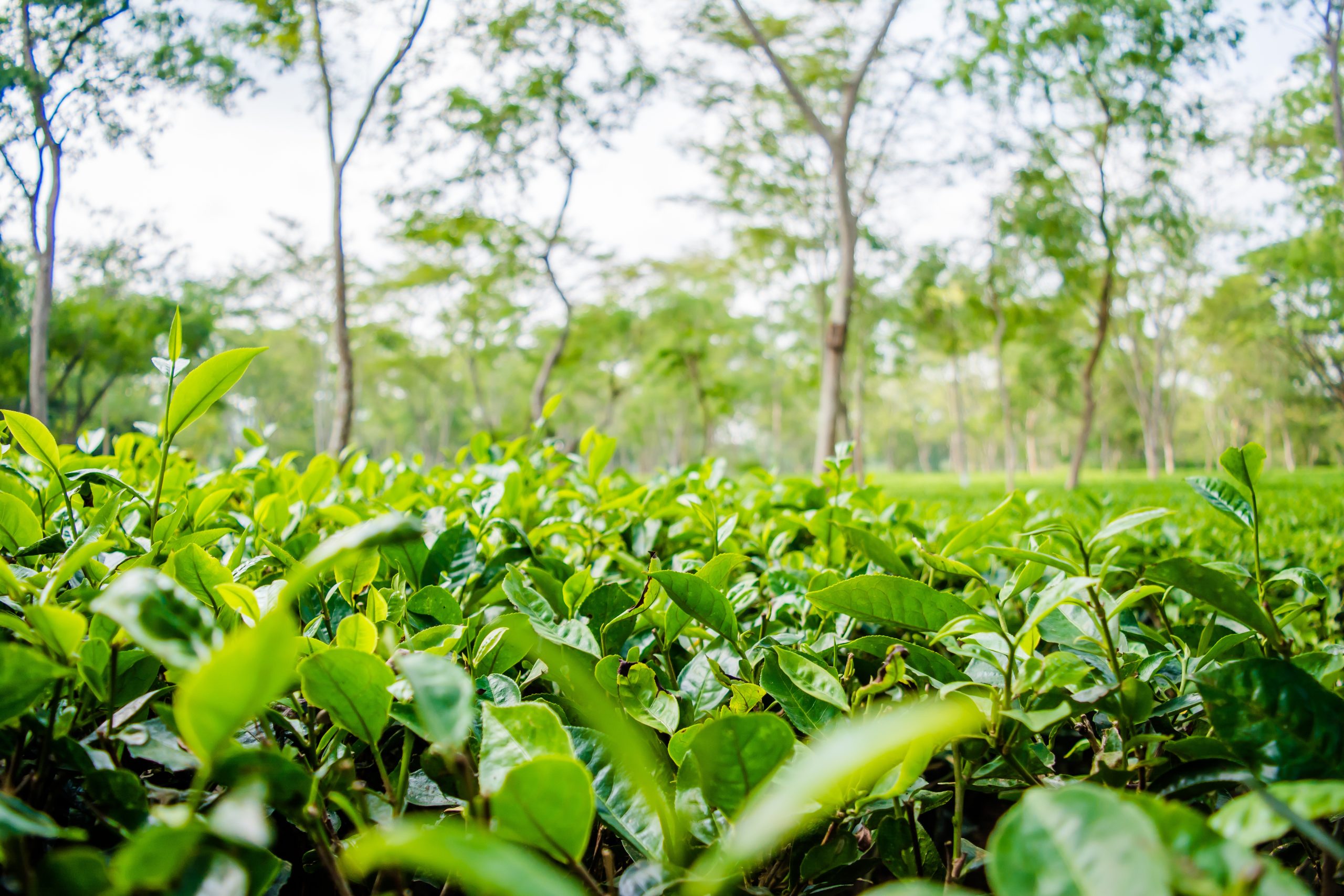 Assam Tea Leaves Garden