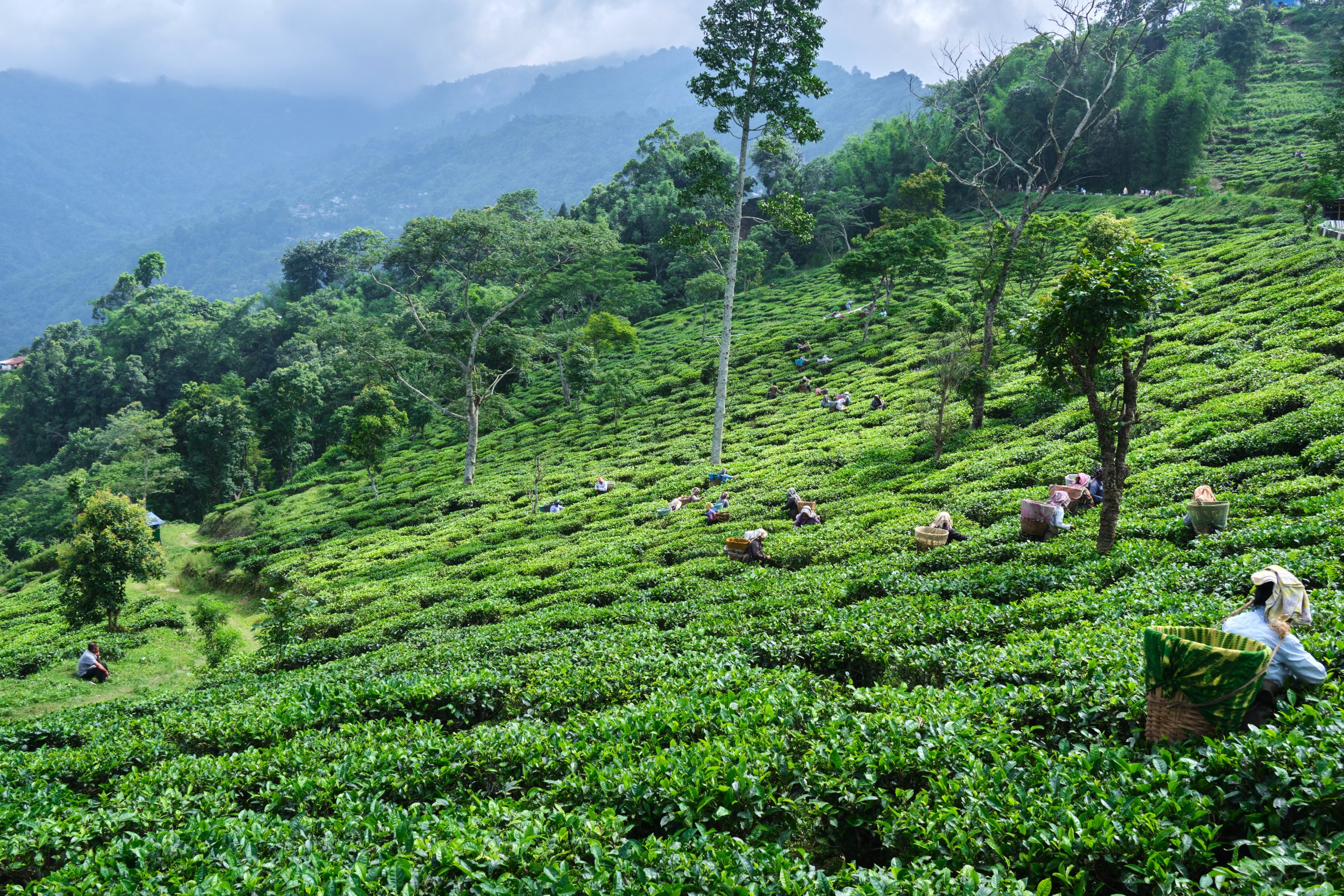 Women workers plucking tea leaves in tea gardens
