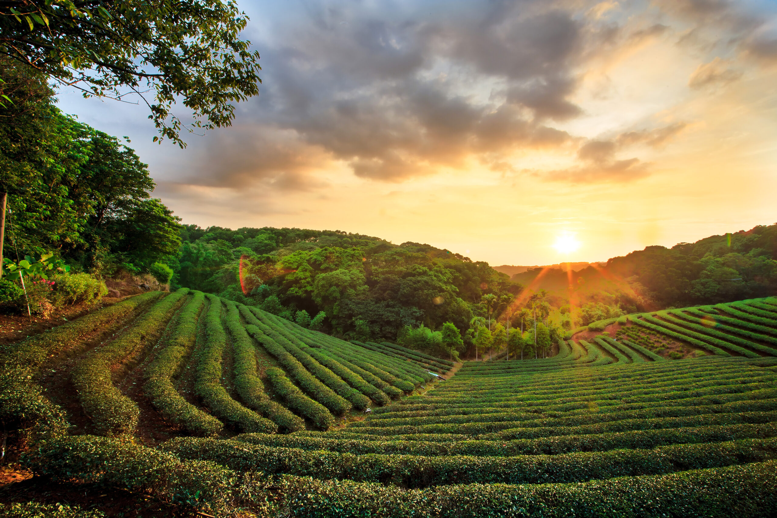 Tea Garden in India