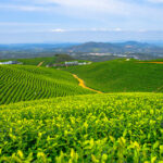 Darjeeling Tea Gardens