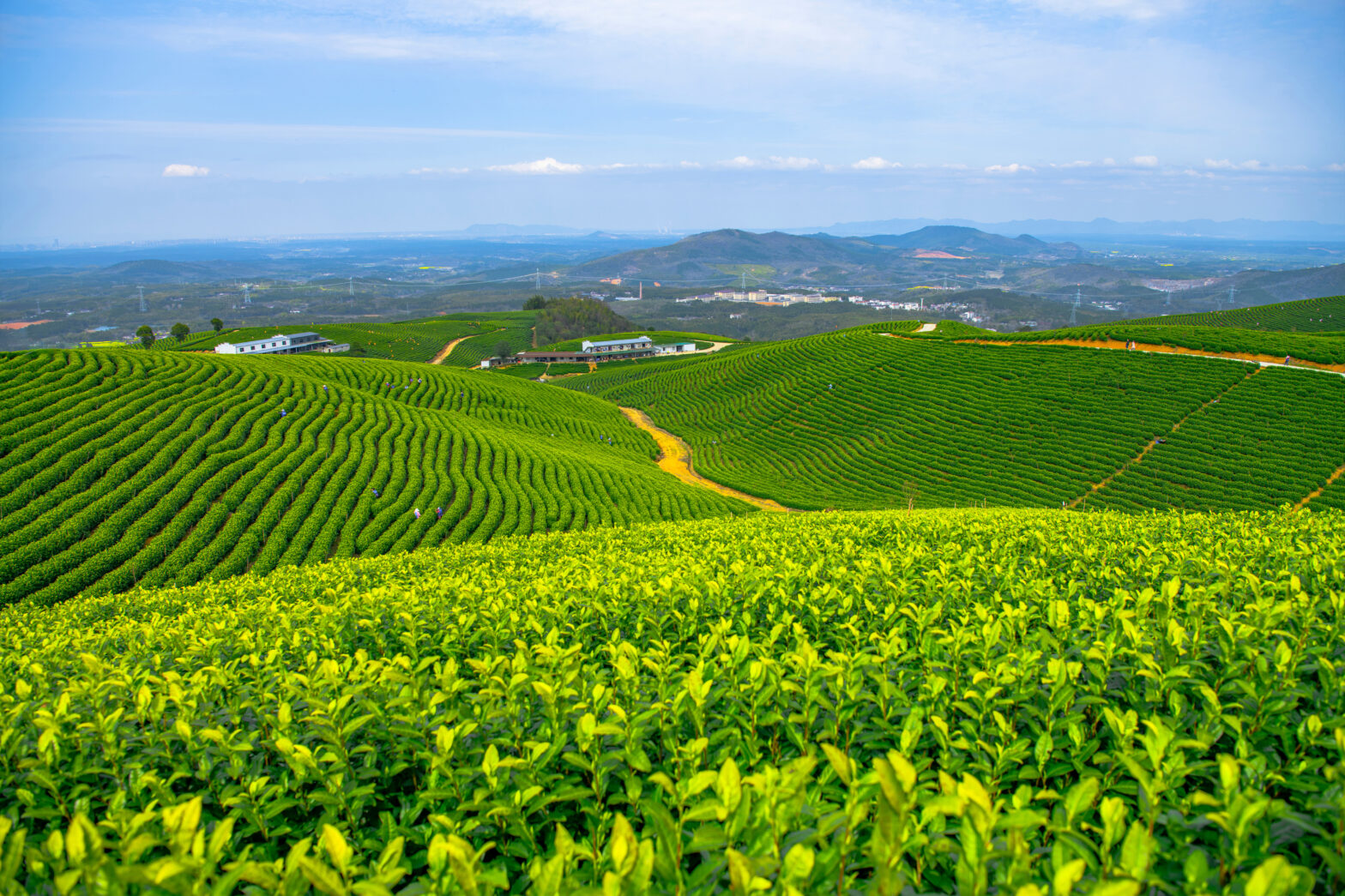 Darjeeling Tea Gardens