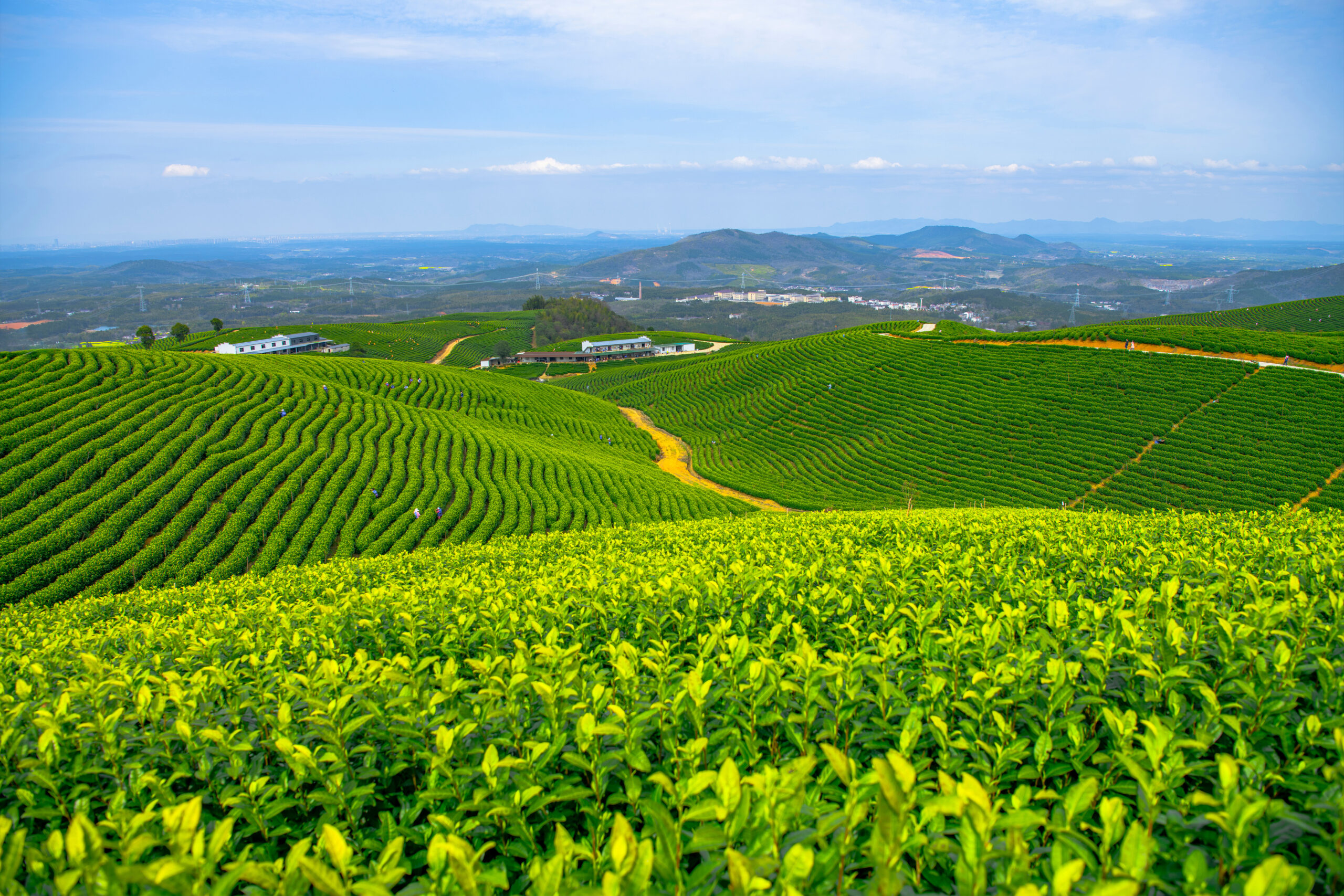 Darjeeling Tea Gardens