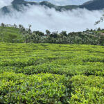 Tea Gardens in West Bengal