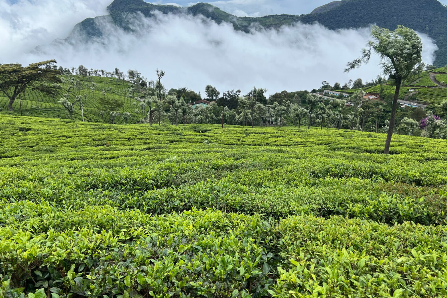 Tea Gardens in West Bengal